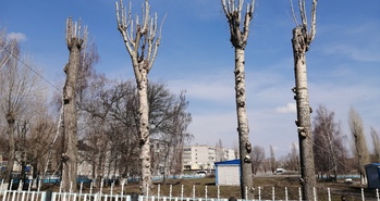 Опиловка деревьев